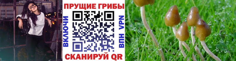 Галлюциногенные грибы Psilocybe Советский
